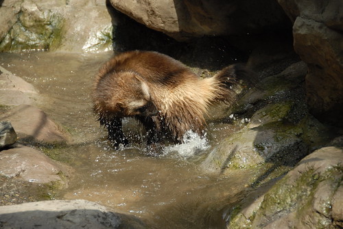 Wolverine (Gulo gulo)