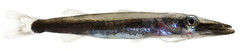 Anglų lietuvių žodynas. Žodis sphyraena barracuda reiškia <li>sphyraena barracuda</li> lietuviškai.