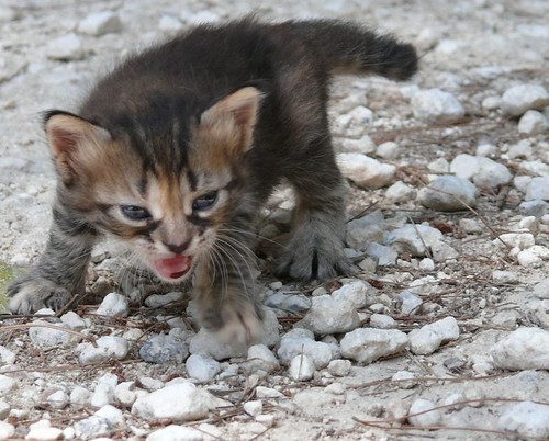 angry kitten by havankevin, on Flickr