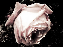 flor