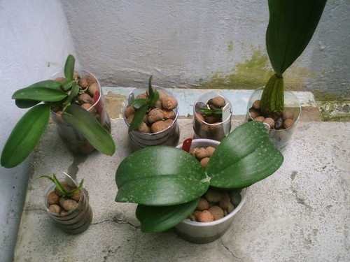 Resultado de imagem para Como fazer mudas de orquídea em sua própria casa.
