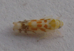 DSC01399 Homoptera: Typhlocyba quercus