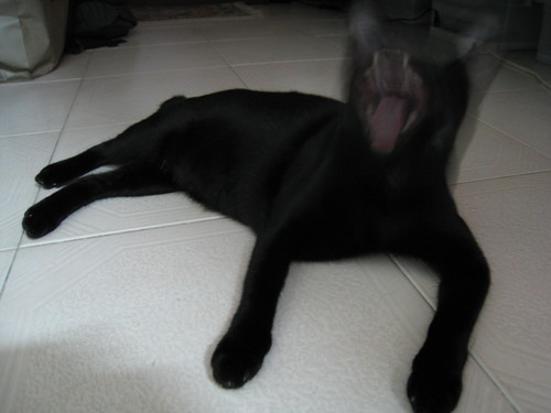Sisu mid-yawn