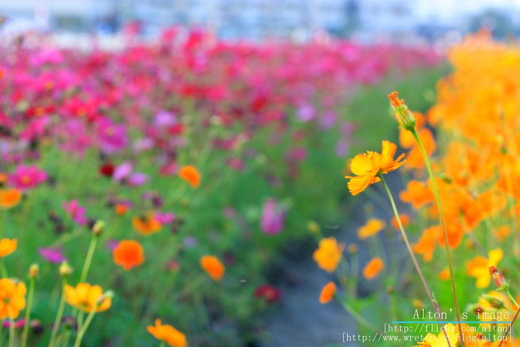 chiaoto の花