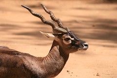Anglų lietuvių žodynas. Žodis blackbuck reiškia 1) Elniaožė gazelė lietuviškai.