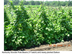 Garden Plot Shunguang Kentucky Wonder pole beans