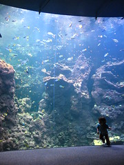Aquarium under the rain forest