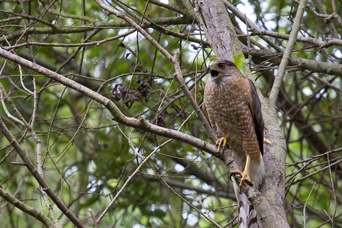 Hawk