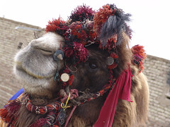 Pretty camel