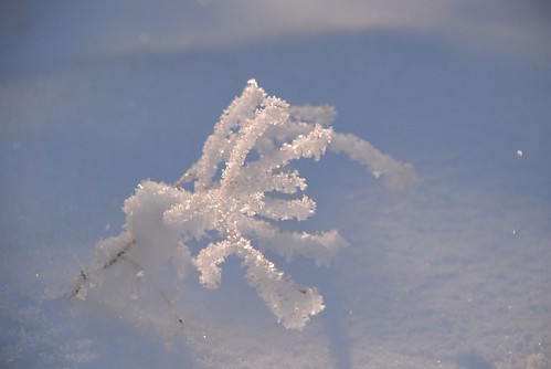 snow crystals while snowshoeing 2