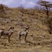 Turkana Grevy's Zebra