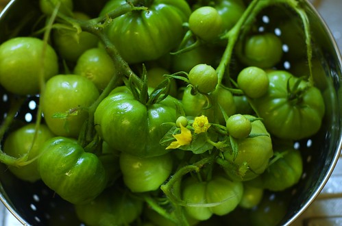 Green tomatoes from the garden