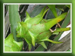 An unripened fruit of Hylocereus undatus (Red Pitaya, Dragonfruit, Strawberry Pear)