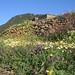 Wall and Flowers, Isola di Pantelleria