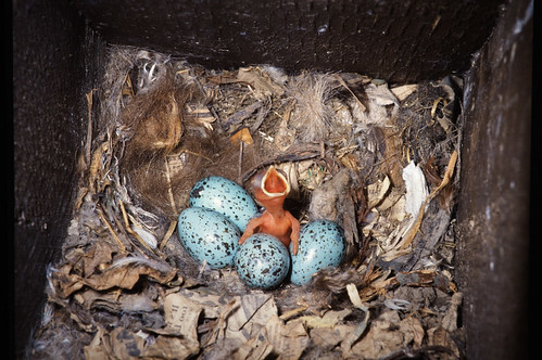 Jackdaw chick and eggs in nest box.