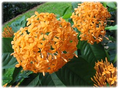 Ixora javanica 'Yellow' (Jungle Flame/Geranium, Flame of the Woods, Needle Flower) at our neighborhood