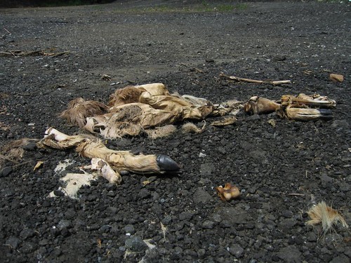 Deer carcass in the dead end