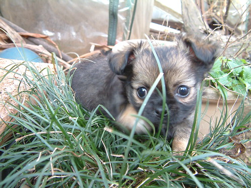 Chihuahua puppy black Yackandandah