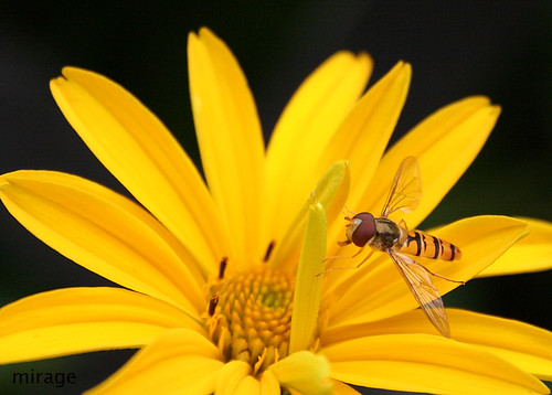 hoverfly1