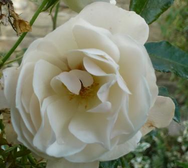 White Rose of Yorkshire
