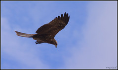 Preying Black Kite • <a style="font-size:0.8em;" href="http://www.flickr.com/photos/41711332@N00/5824888565/" target="_blank">View on Flickr</a>