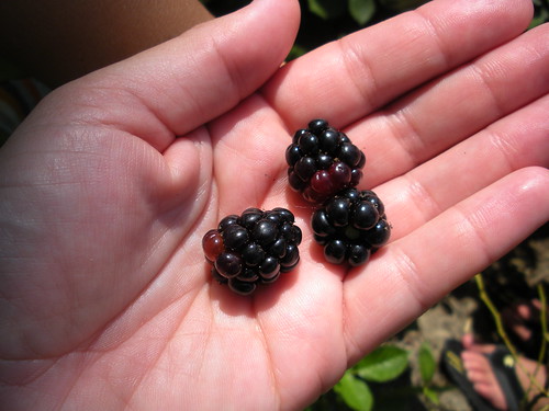 summer is: blackberries