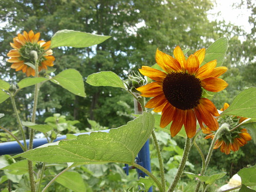 sunflowers & scafolding