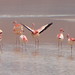 Flamingoes at Laguna Colorada