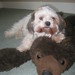allie likes my old teddy bear. ha