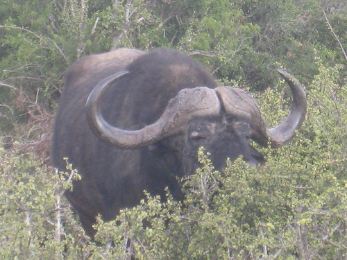 Close encounters of the Cape Buffalo kind