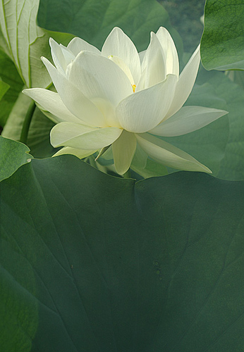 Lotus_Flower_IMGP6820 by Bahman Farzad.