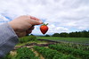 My hands picking strawberries