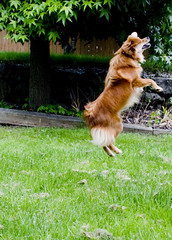 bounce!