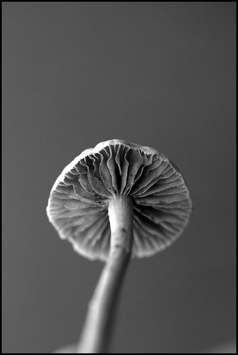 mushroom B&amp;W