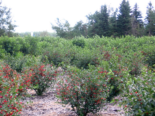 Cherry Orchards