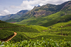 Kolukkumalai Tea Plantation