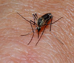 malaria, reporting on health, daily briefing