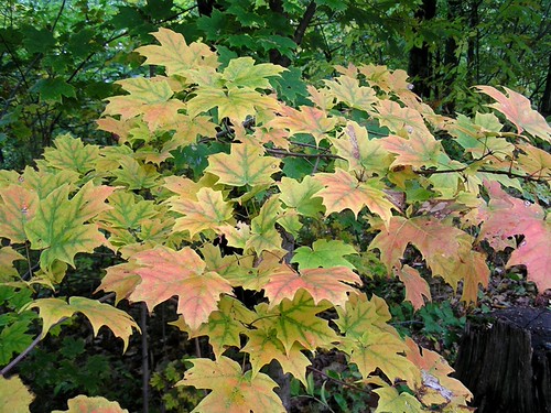 autumn color