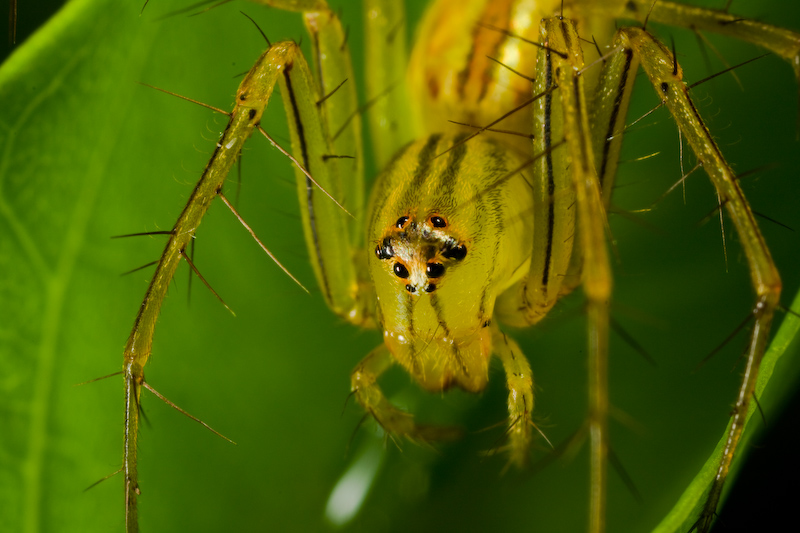 Basket of bugs