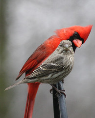 The Cardinal and the House Finch
