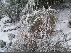 plantes zèbre sous la neige