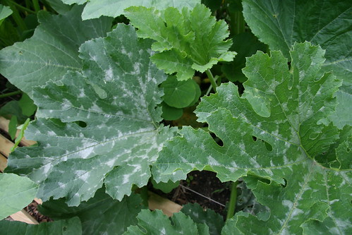 zucchini leaves