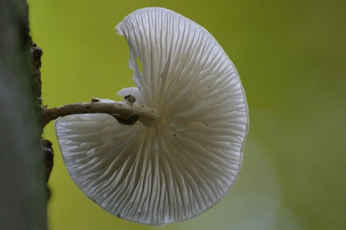 Collybie mucide -- Porcelain fungus