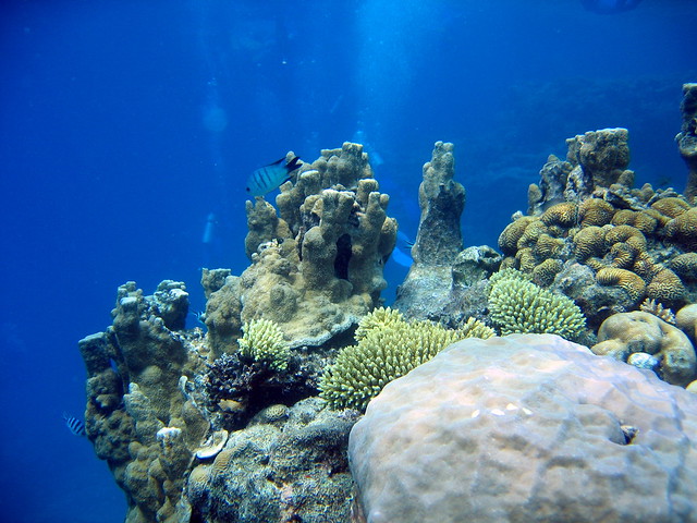 Cairns Scuba Diving Great Barrier Reef