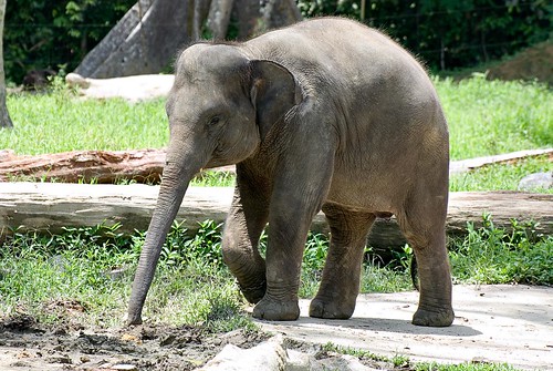 Female Elephant