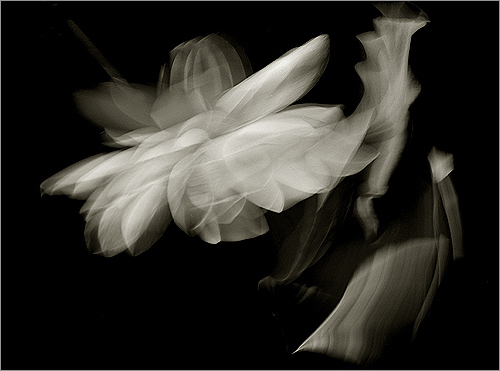 Lotus Flower in the wind by Bahman Farzad.