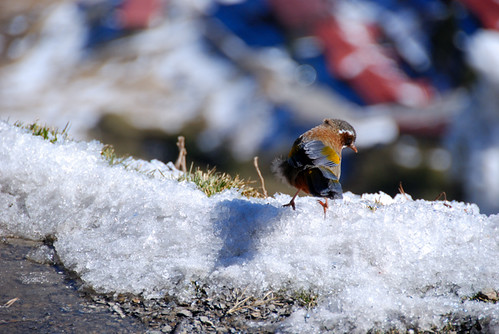 不知名彩色鳥一隻，停在冰上不會冷啊？