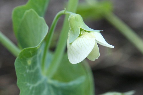 pea flower
