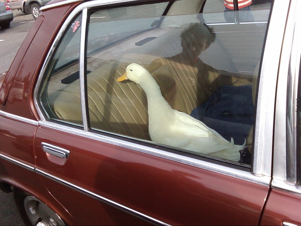 Back-seat goose by smohundro, on Flickr