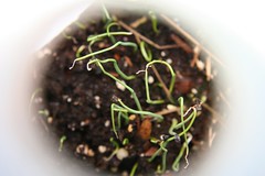 winter sown onion seedlings